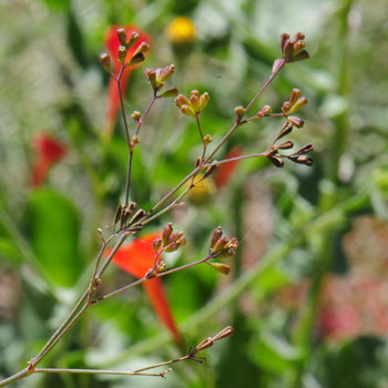 Boerhavia coccinea, Scarlet Spiderling